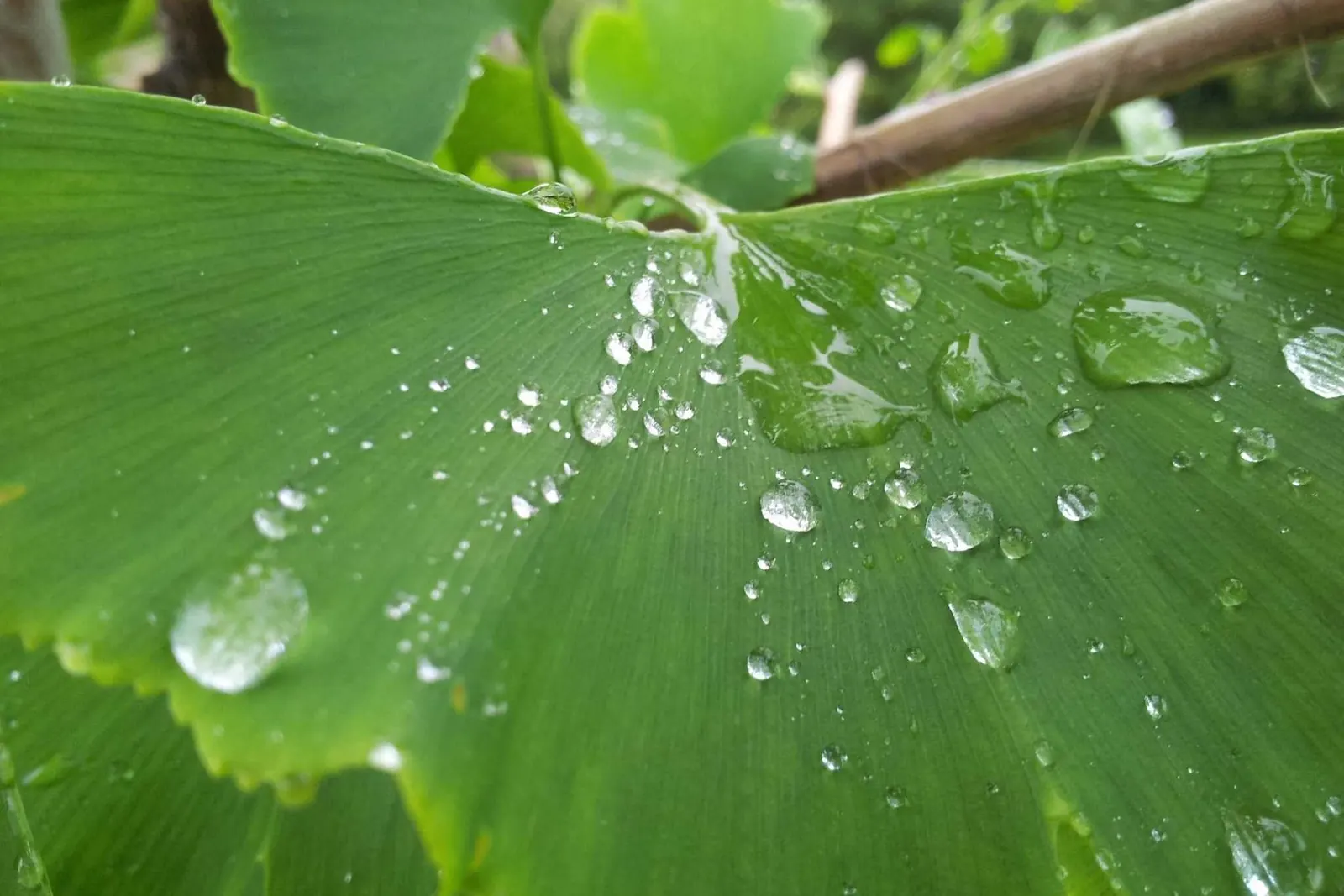 Folha verde coberta de gotas de água
