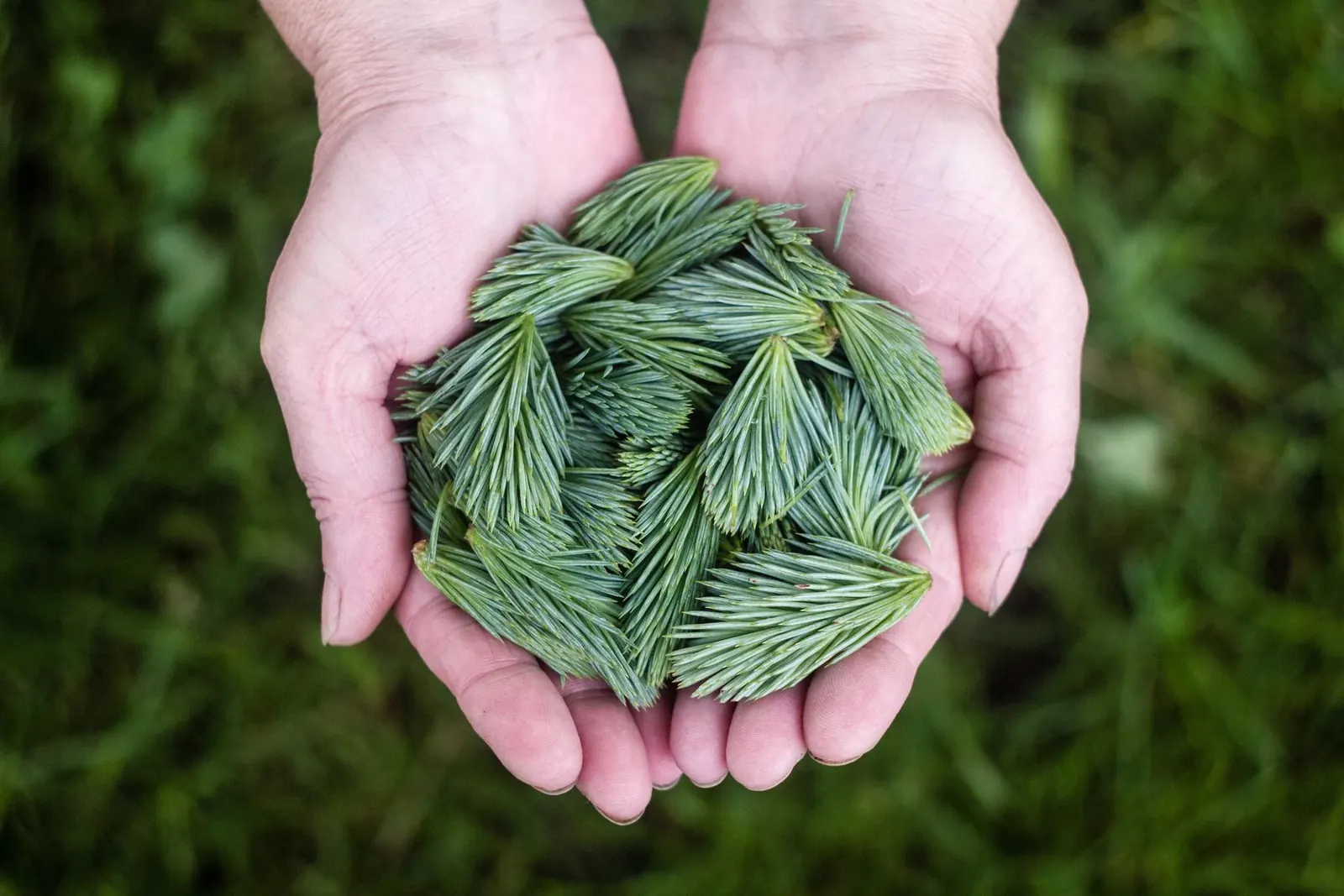 Mãos em concha segurando brotos verdes de pinheiro